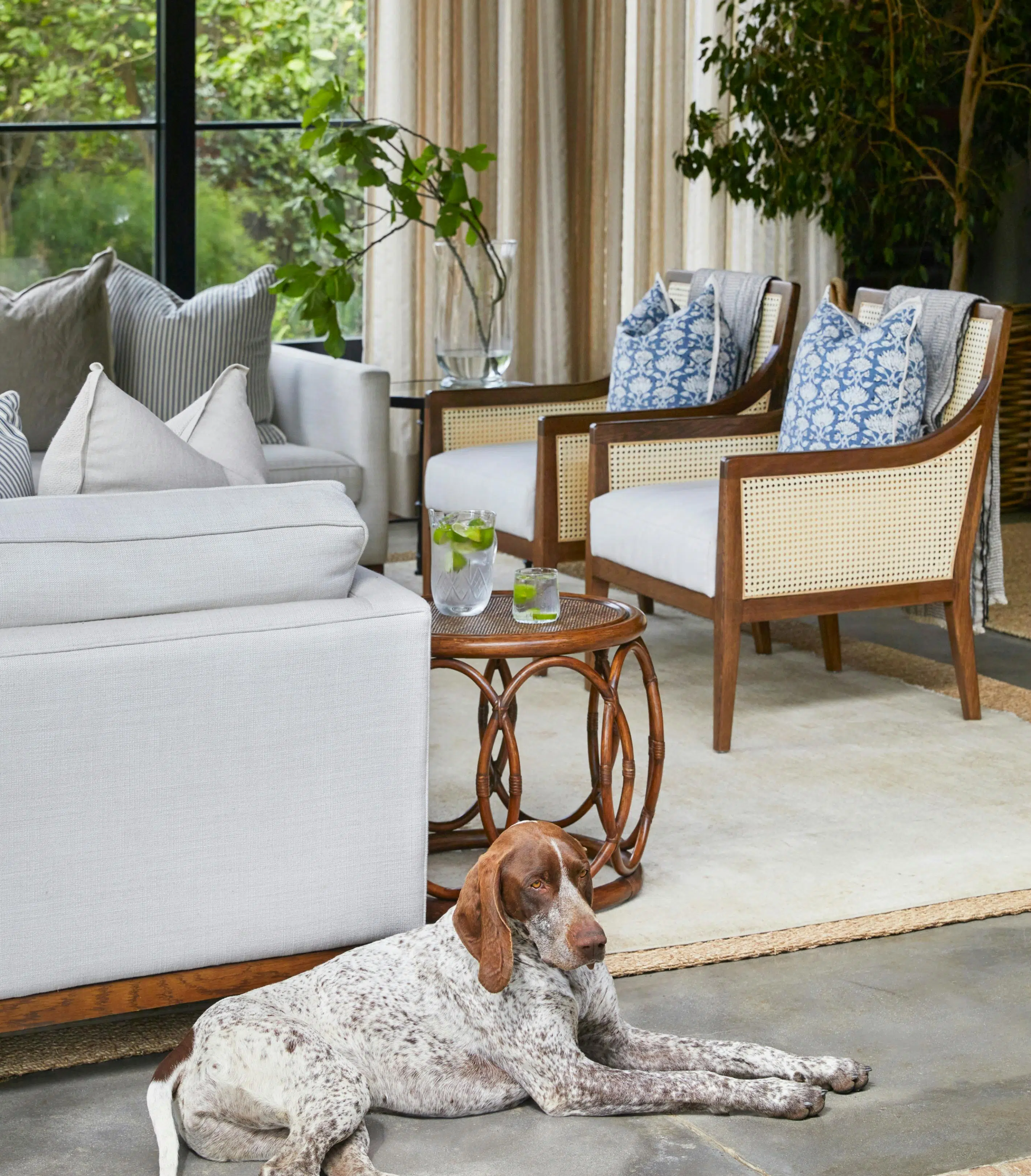 A pointer dog with a speckled coat reclines behind a couch. Behind the dog is a living area in neutral tones and polished wood