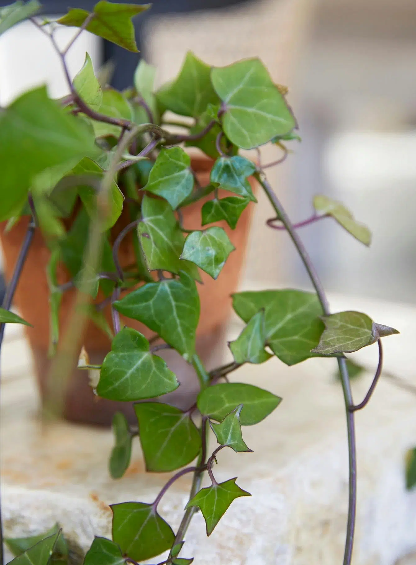 Close up of a terracotta planter with a plant in it.