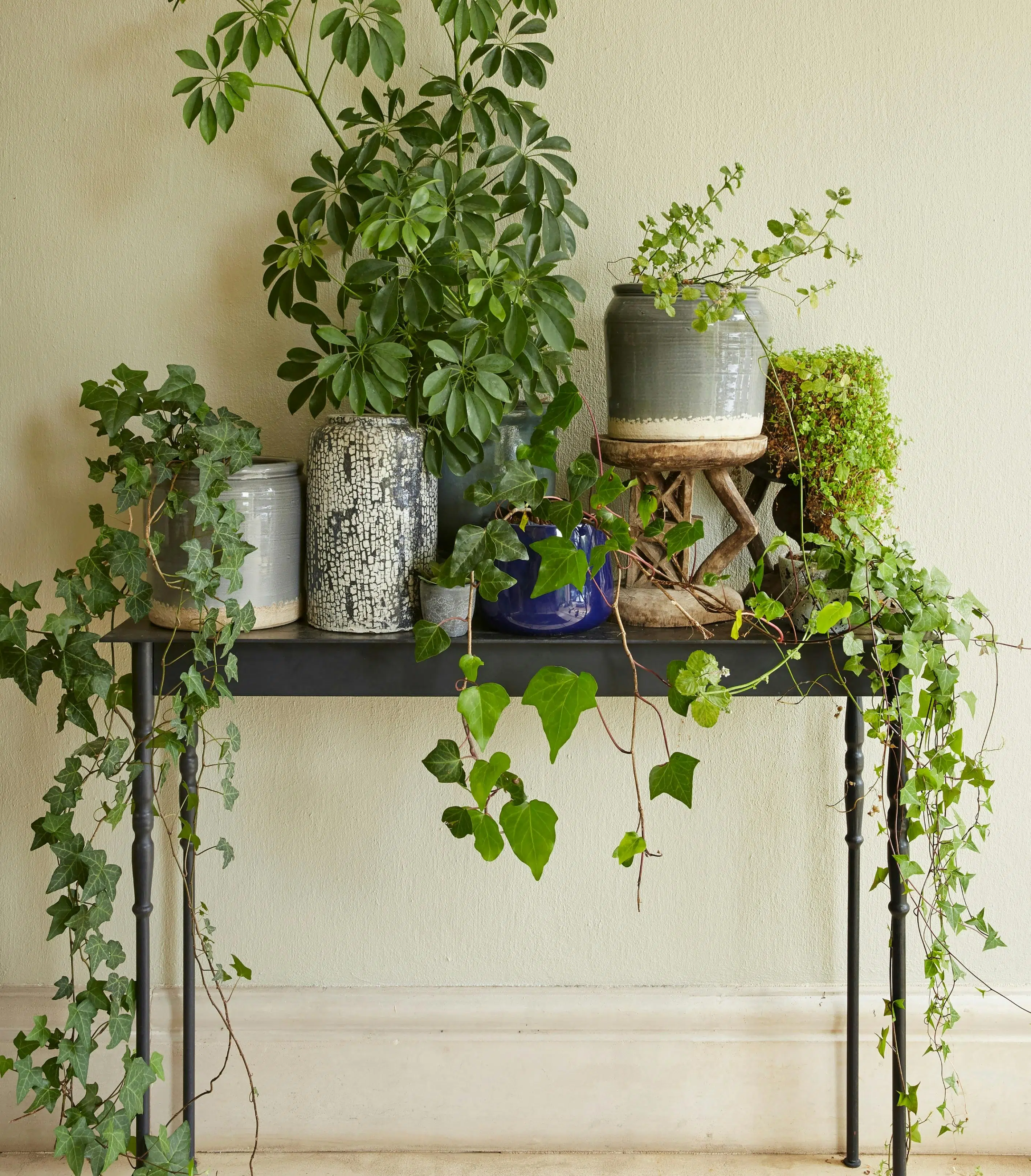 Plants and planters on a minimalist table.